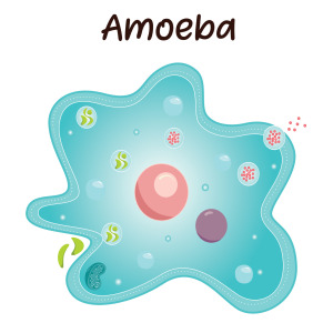 Avid Amoeba