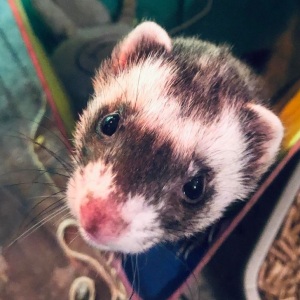 Fickle_Ferret